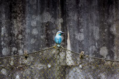 Kingfisher perching on fence against wall