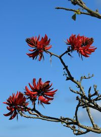 Low angle view of red flowering plant against sky