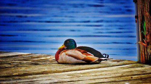 Close-up of bird perching on wood swimming in lake