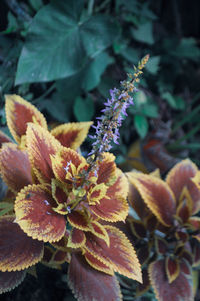 Close-up of purple flowering plant