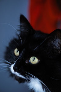 Close-up portrait of black cat