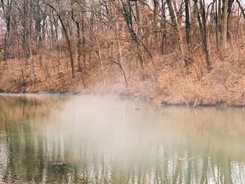 Scenic view of lake in forest