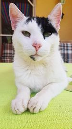 Close-up portrait of cat sitting outdoors