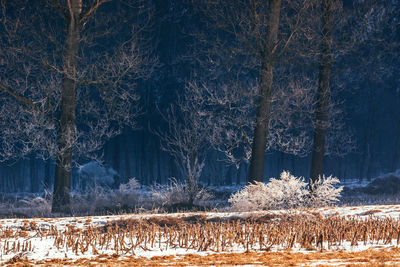 Frozen trees on field in forest