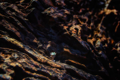 Full frame shot of rock