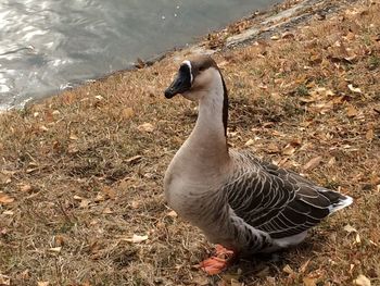 High angle view of duck on lakeshore