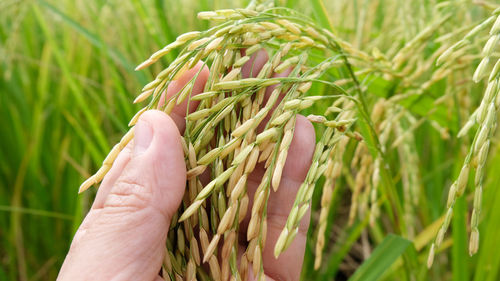 Close-up of hand holding wheat growing on field