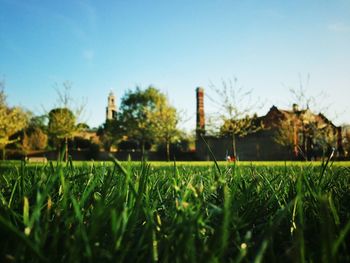 Trees on grassy field