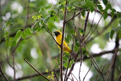 Asian golden weaver perching on a branch