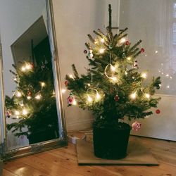 Low angle view of illuminated christmas tree