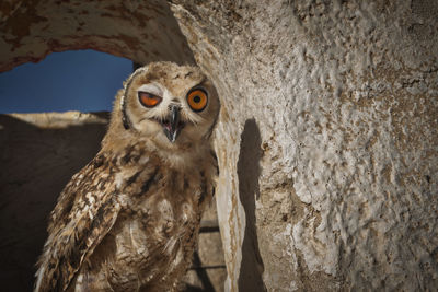 Close-up portrait of owl