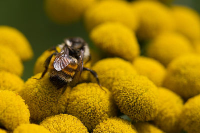 Close-up of insect on yellow flower