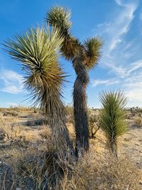 Palm trees growing on field against sky