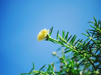Low angle view of flowering plant against clear blue sky