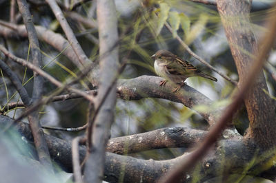 Close-up of insect perching on branch