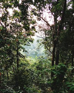 Low angle view of trees