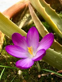 Close-up of purple flower blooming outdoors