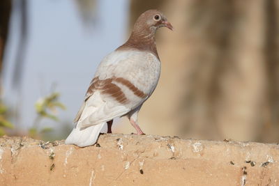 Close-up of bird perching on retaining wall