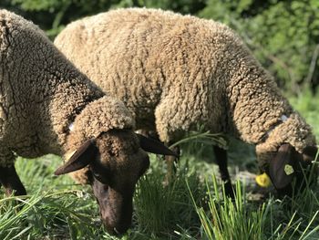 Sheeps together at grazing