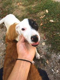 Close-up of hand holding dog