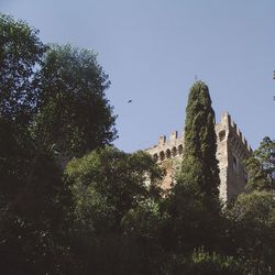 Trees against clear sky