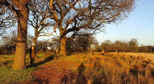 Trees growing on field