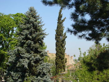 Low angle view of trees in forest against sky