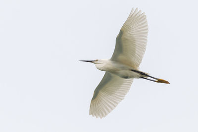 Low angle view of seagull flying in sky