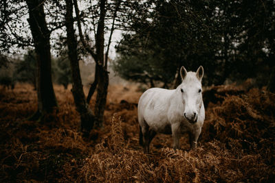 New forest pony amongst the golden ferns in autumn