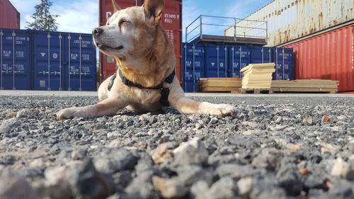 Dog looking away in city