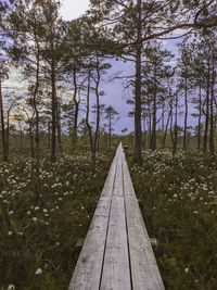 Low angle view of trees in forest