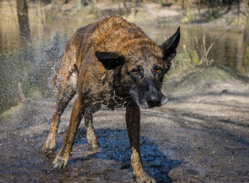 Close-up of dog shaking off water at riverbank