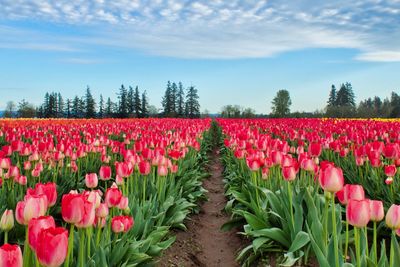 Red tulips in field against sky