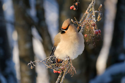 Bohemian waxwing perching on branch on a very cold winter day