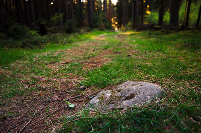Trees in forest