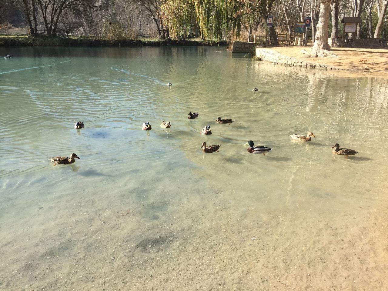 bird, animal themes, water, animals in the wild, wildlife, duck, lake, flock of birds, swimming, nature, medium group of animals, tree, beauty in nature, lakeshore, reflection, togetherness, high angle view, outdoors, water bird