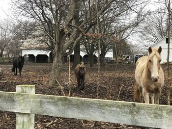 Sheep perching on tree against sky