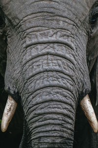 Close-up of elephant in zoo