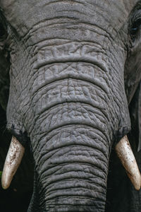 Close up of an african elephant
