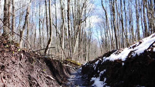 Panoramic shot of trees on landscape against sky