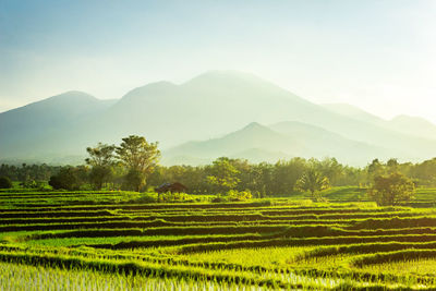 Beautiful morning view with sunrise and green rice fields and blue mountains