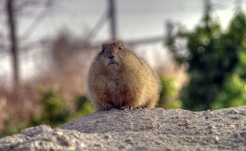 Close-up of beaver looking at camera