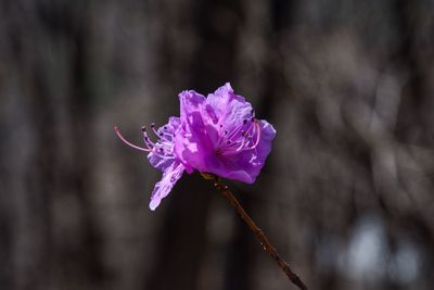 Close-up of pink rose flower