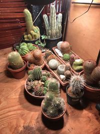 High angle view of cactus plants
