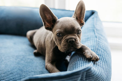 Beautiful french bulldog puppy lies in a blue couch