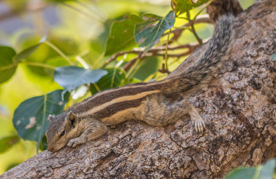 Close-up of lizard on tree