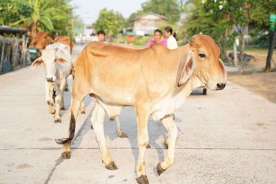 Cows standing in a street