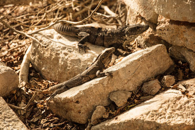 High angle view of lizards on rock