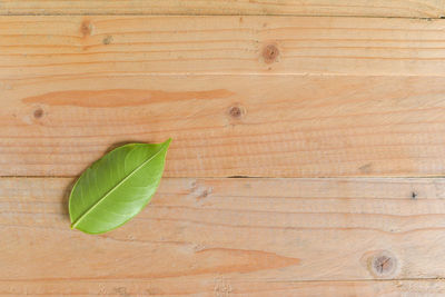 High angle view of green leaves on wooden plank