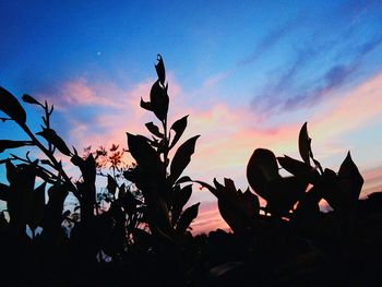 Low angle view of silhouette plants against sky at sunset